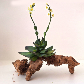 Blühender Wüstenkaktus Höhe 35 cm